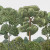 arbre