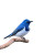 oiseau